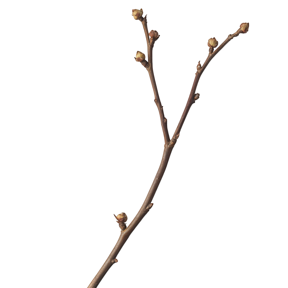 Tall dry branch with few remaining buds, showcasing nature resilience and beauty. This captures essence of growth and renewal in minimalist style png