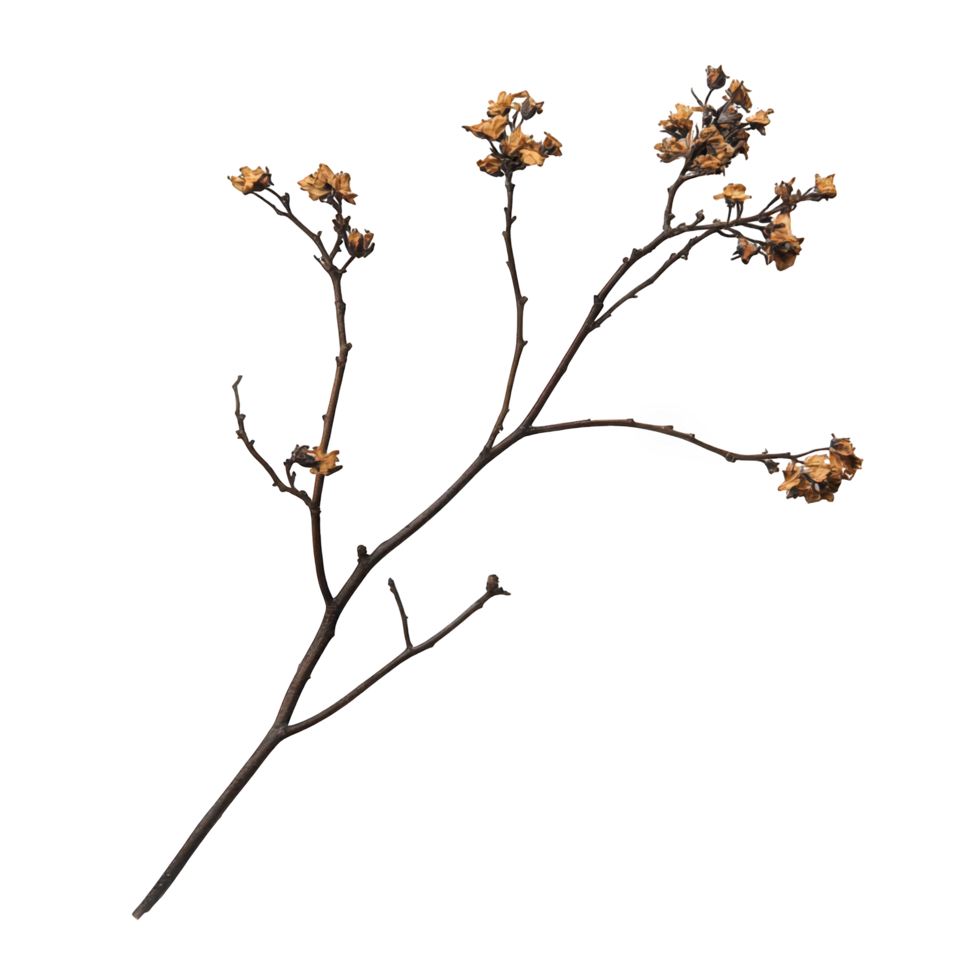 Dried branch with flowers, showcasing nature beauty and resilience. delicate structure and muted colors evoke sense of calm and tranquility in any setting png