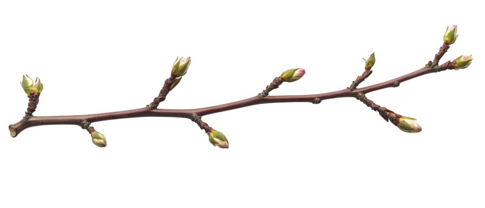 Dry branch with budding leaves showcasing nature resilience and beauty. delicate buds hint at arrival of spring, symbolizing renewal and growth png