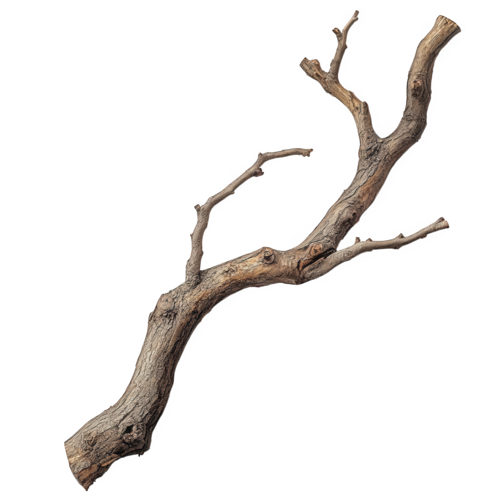 Curved dry branch with smooth bark and natural bends, showcasing intricate textures and organic shapes, perfect for natural decor or artistic projects png
