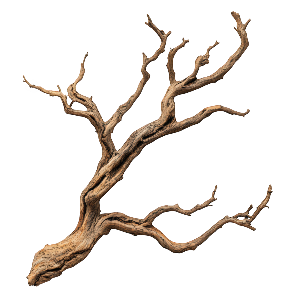 single dry tree branch with intricate twisting details, showcasing natural textures and patterns. This unique piece adds organic touch to any decor or artistic project png
