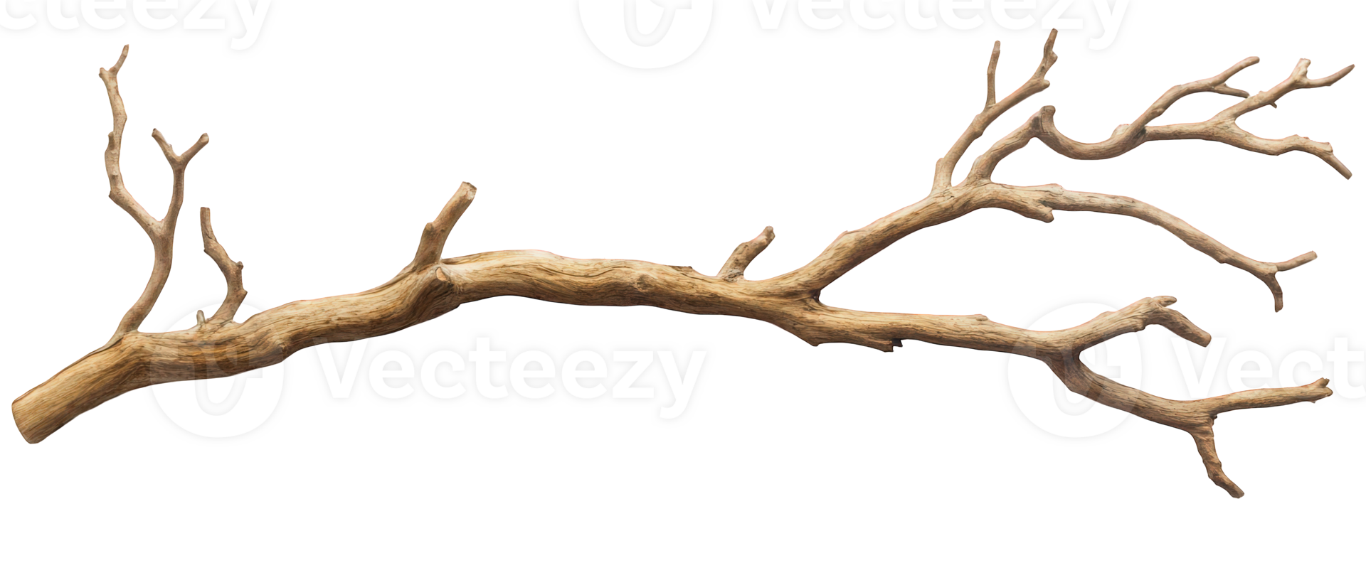 single dry tree branch with intricate twisting details, showcasing natural textures and shapes. This unique piece can enhance various artistic or decorative projects png