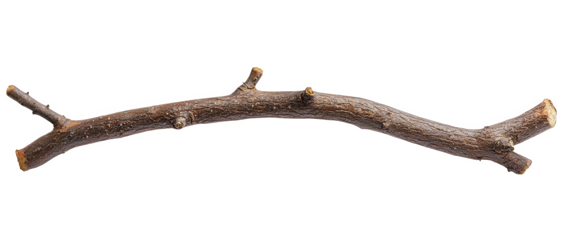 Curved dry branch with smooth bark and natural bends, showcasing its unique texture and organic form. Perfect for natural decor or crafting projects png