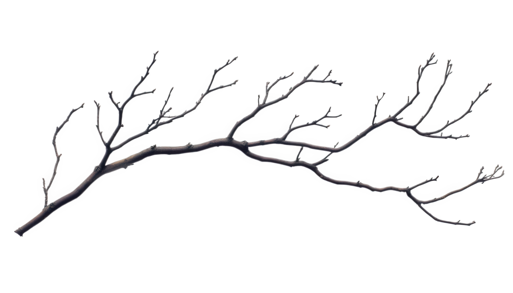 dark, dry branch with thin, spindly offshoots, resembling natural sculpture, showcases intricate details and textures. This unique piece of nature adds artistic touch to any setting png