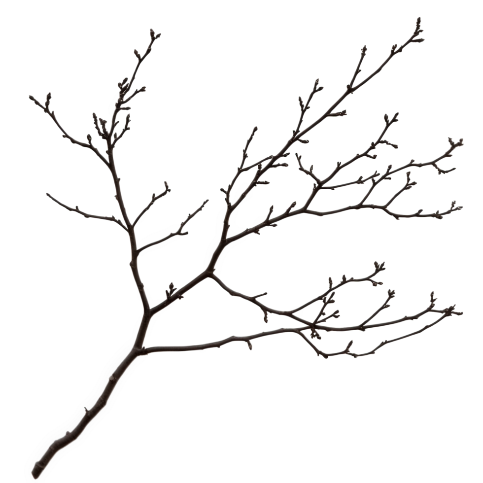 dry branch with intricate offshoots, showcasing delicate structure and natural beauty. This unique piece of nature can enhance various artistic and decorative projects png