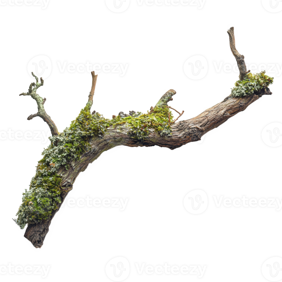 Dry branch with moss patches growing along its length, showcasing nature beauty and resilience. This unique piece adds touch of rustic charm to any setting png