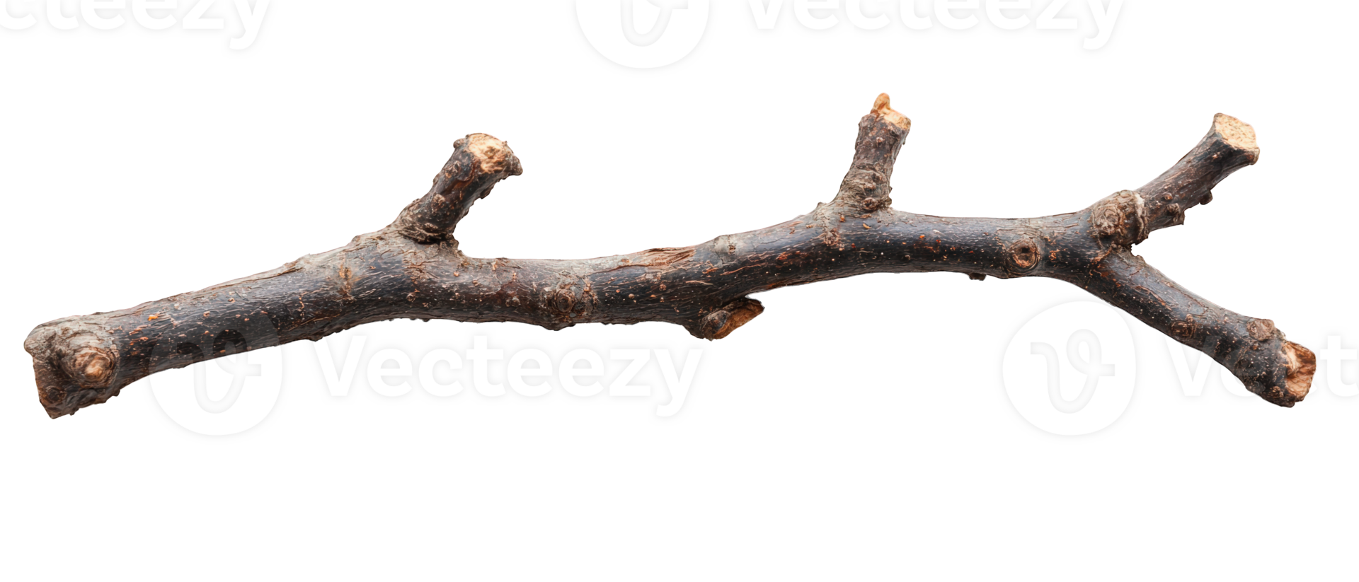 dry branch with textured bark and irregular shapes, perfect for natural decor or crafting. Its unique features add character to any arrangement png