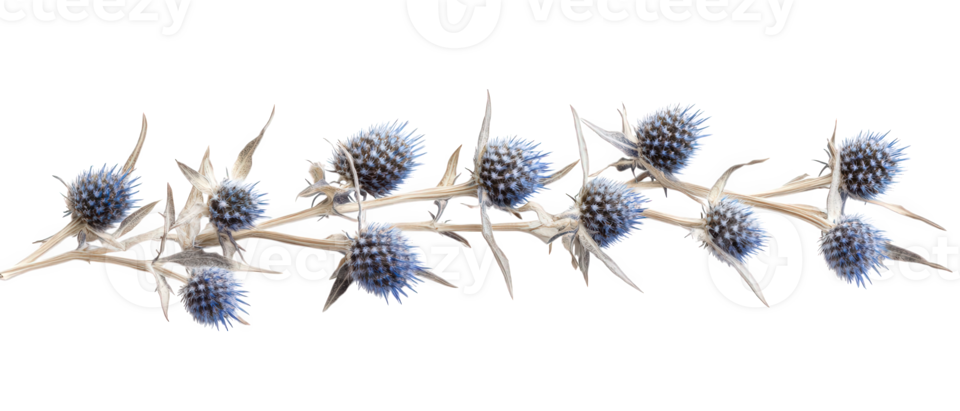 Dried sea holly with spiky blue flowers creates unique and striking visual. This plant adds texture and interest to floral arrangements or natural decor png