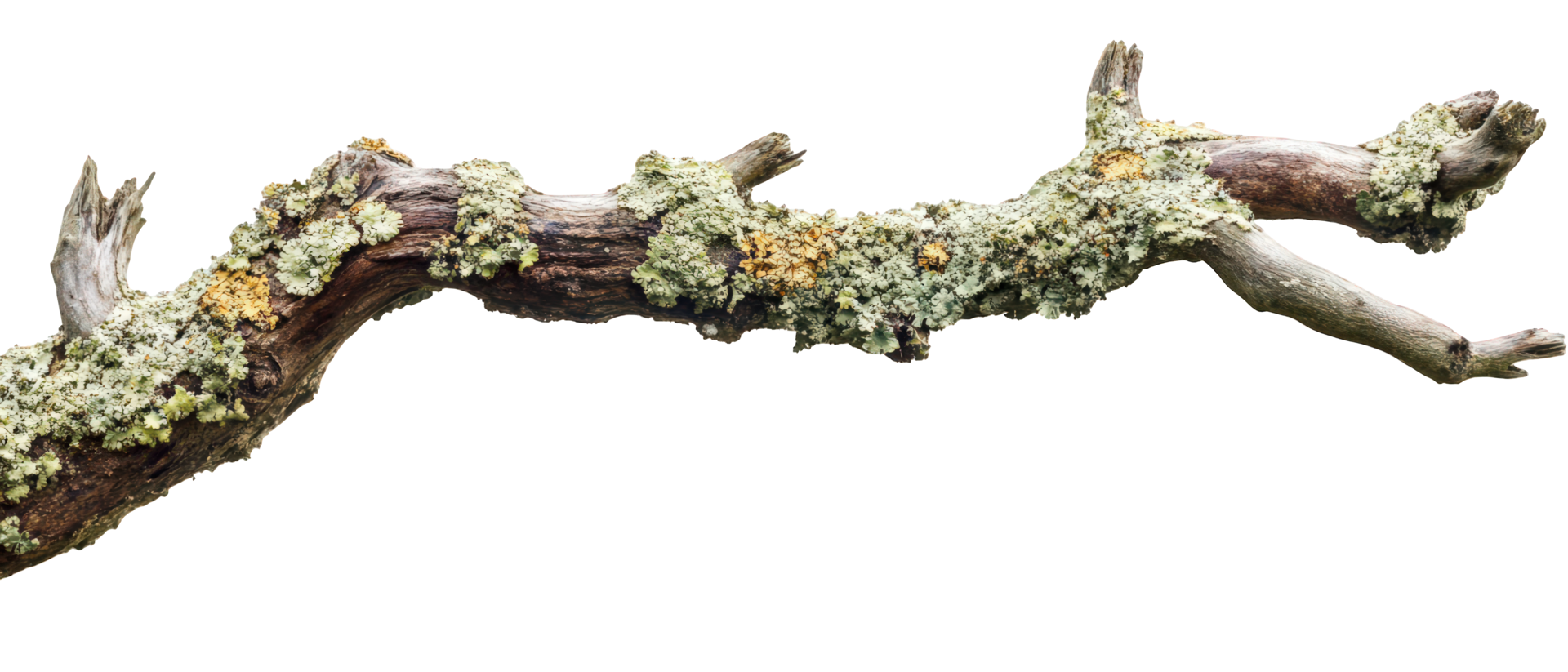 Dry tree branch with lichen growth, showcasing natural textures and colors. This unique piece of wood adds organic touch to any setting, perfect for nature lovers png