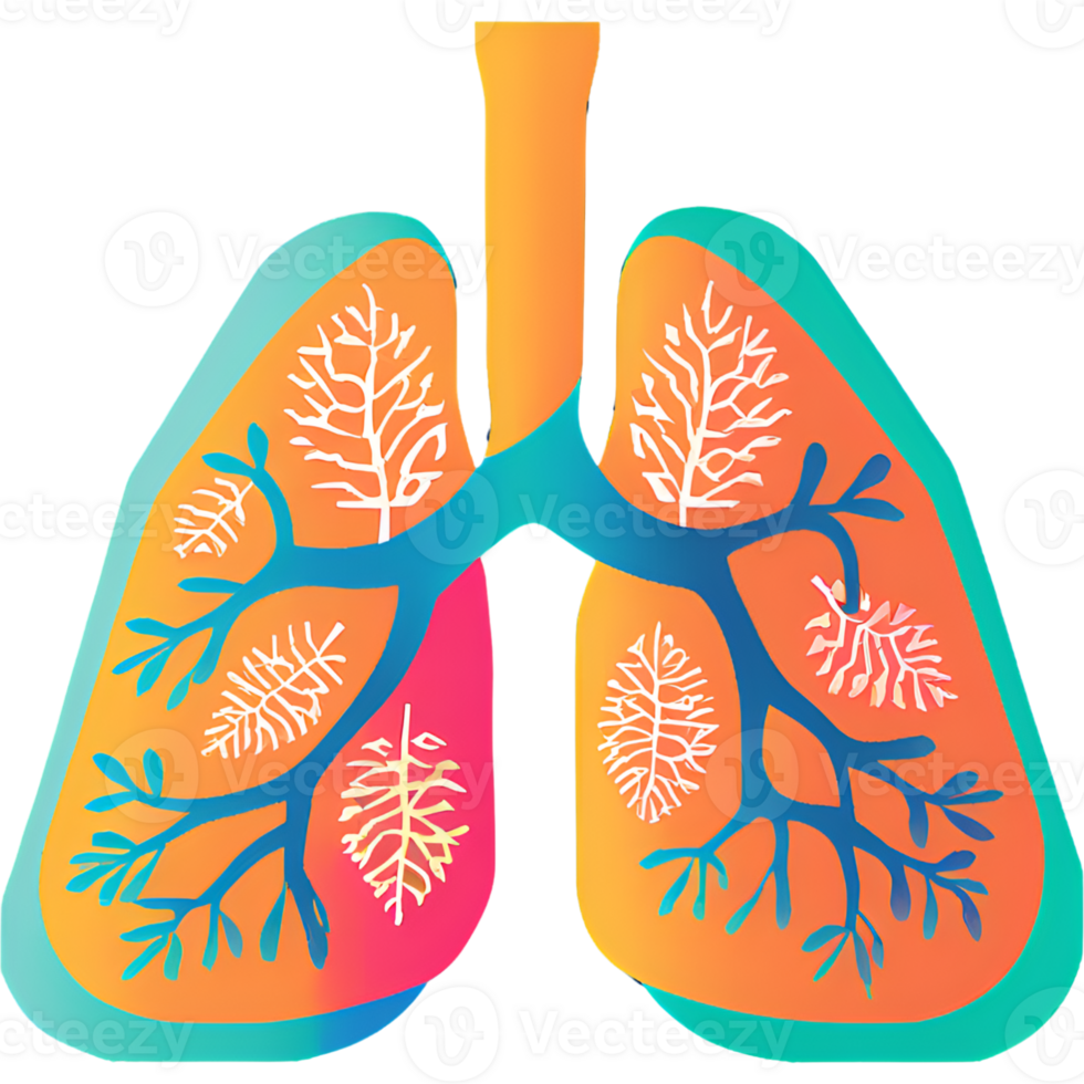 Parts of the body - Trachea and Lungs png