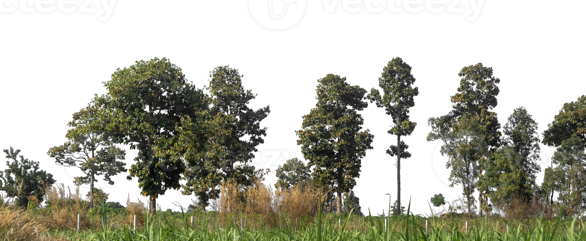 Trees isolated on transparent background. are Forest and foliage in summer for both printing and web pages with cut path and alpha channel. png