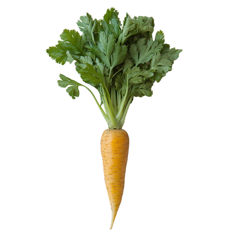 Fresh orange carrot with vibrant green tops, perfect for healthy meals and salads. This nutritious vegetable adds color and flavor to any dish png