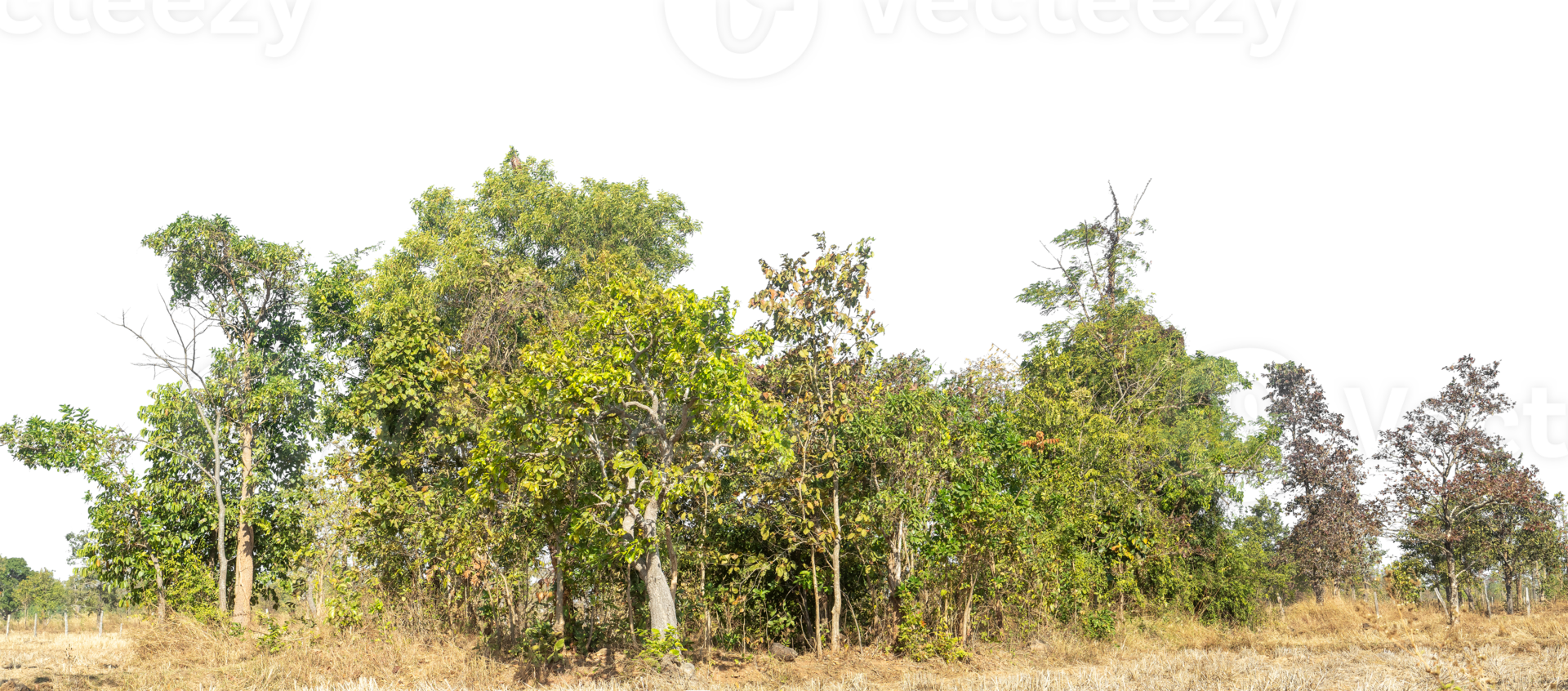 Green Trees isolated on transparent background. are Forest and foliage in summer for both printing and web pages. png