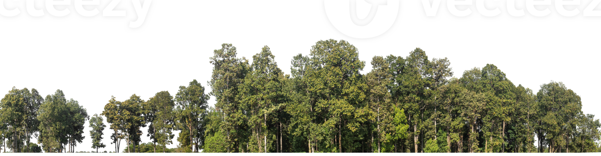 Forest Trees isolated on transparent background. are Forest and foliage in summer for both printing and web pages with cut path and alpha channel png