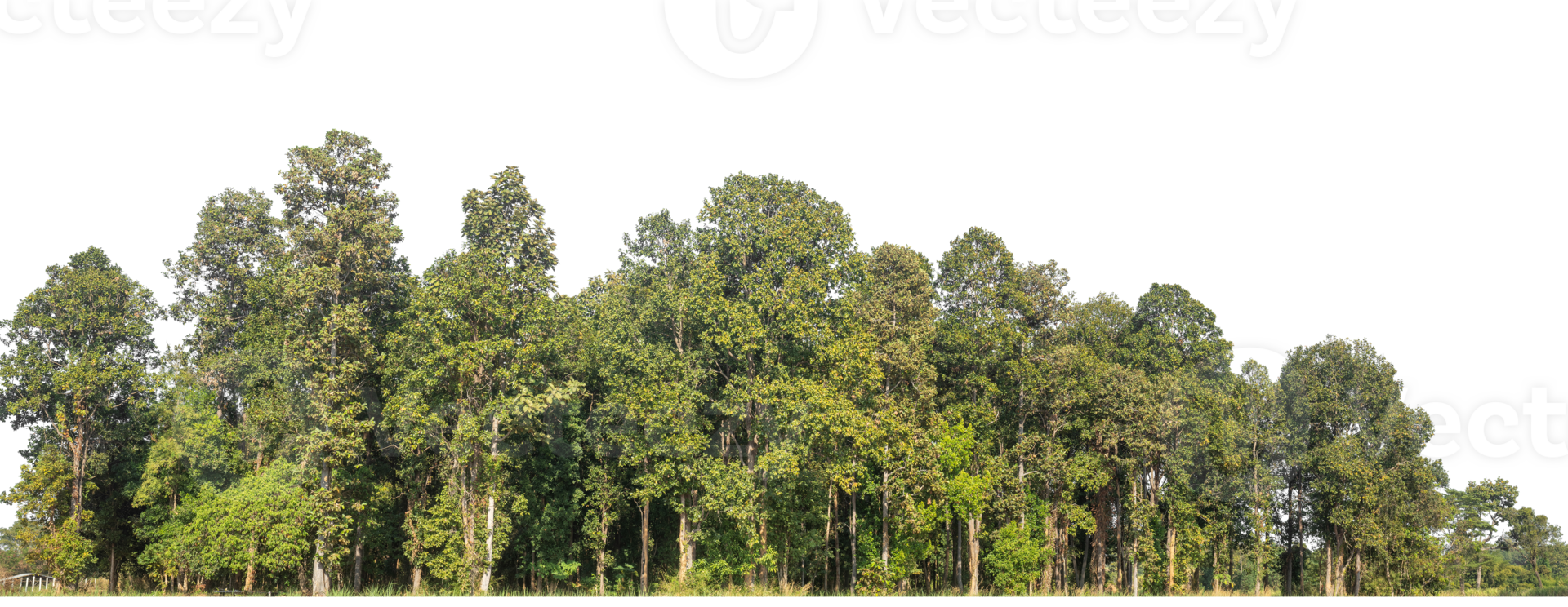 Green Trees isolated on transparent background. are Forest and foliage in summer for both printing and web pages png