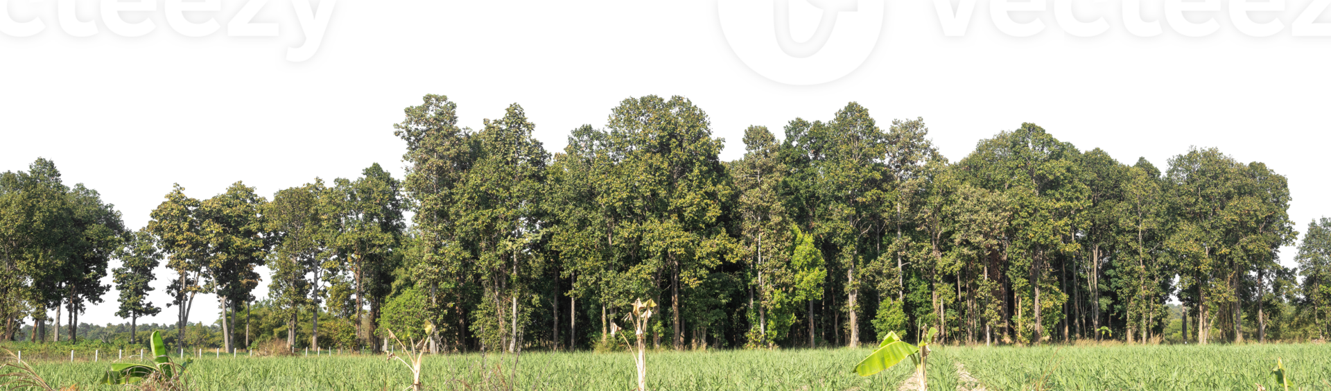 Green Trees isolated on transparent background. are Forest and foliage in summer for both printing and web pages with cut path and alpha channel png