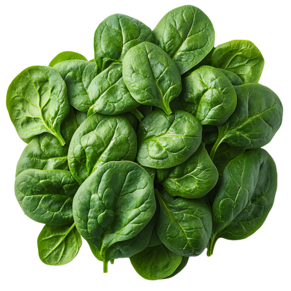 Fresh spinach leaves arranged in vibrant green pile, showcasing their rich color and texture, perfect for healthy meals and salads png