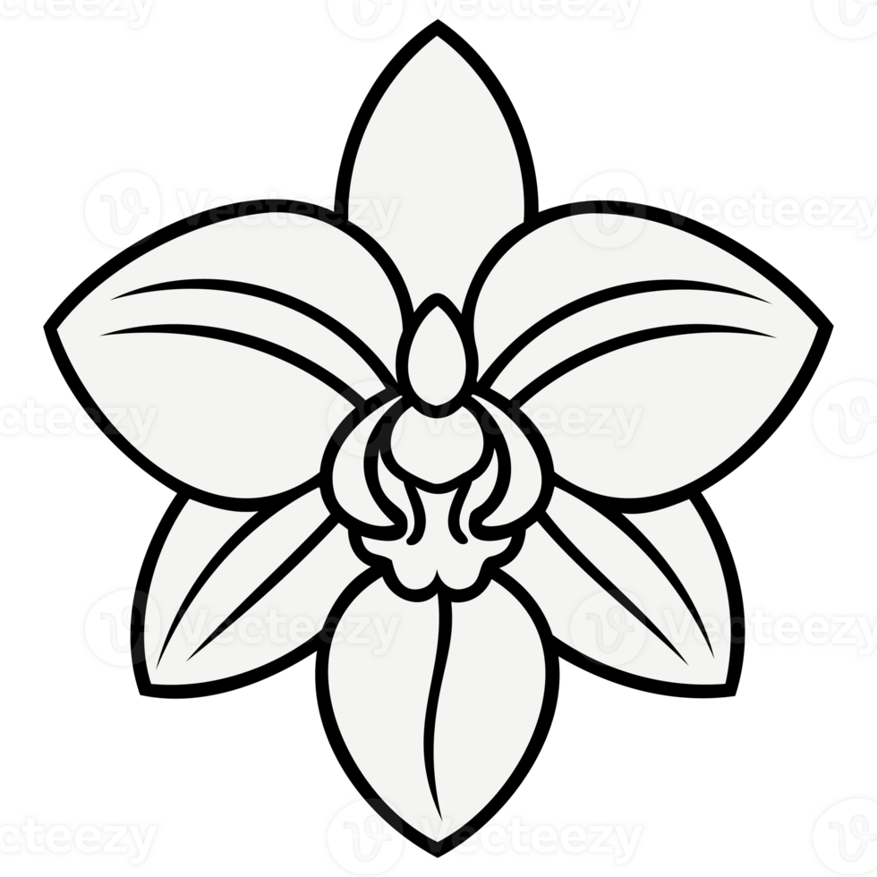 Simple Orchid Flower Line Art Illustration Minimalist Botanical Drawing Isolated Floral Outline Design png