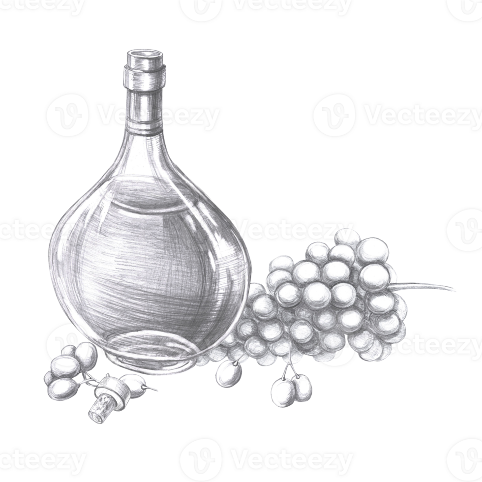 Bottle of cognac and a large bunch of grapes in pencil. Isolated illustration on the theme of alcoholic drinks for menu design, cookbook, gastronomic magazines and festivals. png