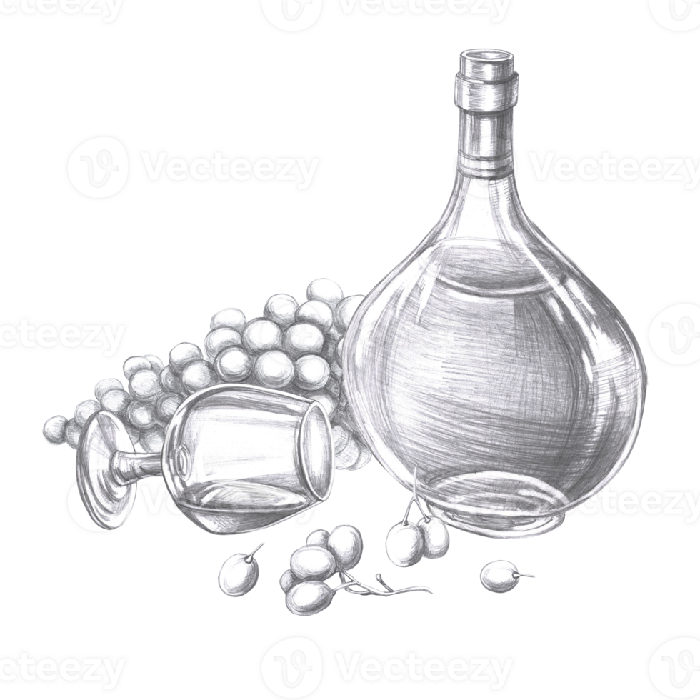 Bottle of cognac, fallen glass and big bunch of grapes in pencil. Isolated illustration on the theme of alcoholic drinks for menu design, cookbook, gastronomic magazines and festivals. png
