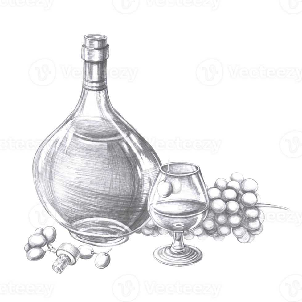 Bottle of cognac, glass and big bunch of grapes in pencil. Isolated illustration on the theme of alcoholic drinks for menu design, cookbook, gastronomic magazines and festivals. png