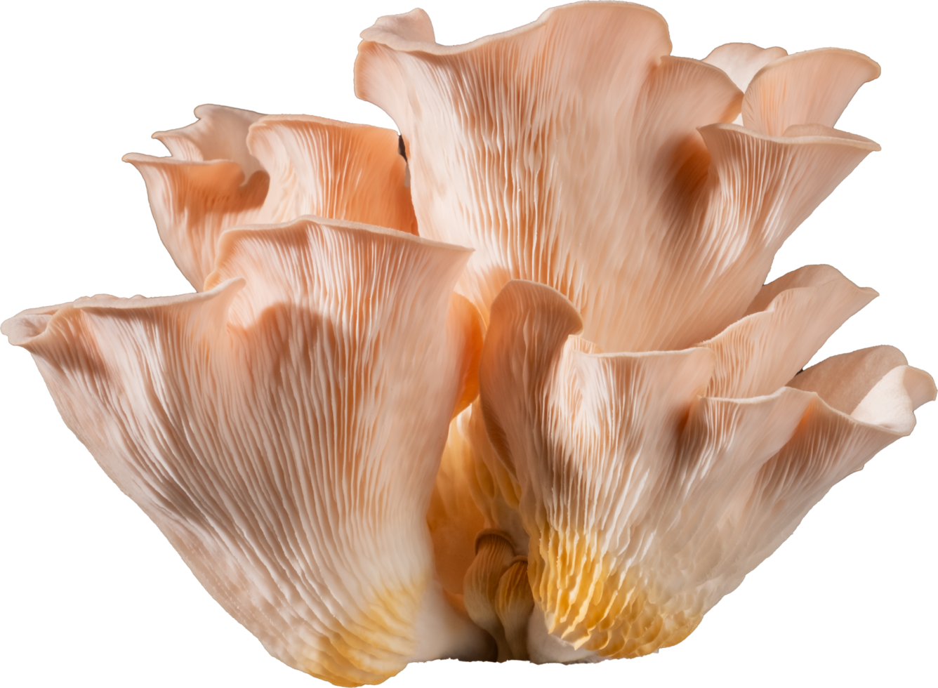 A large mushroom with white flowers on it png