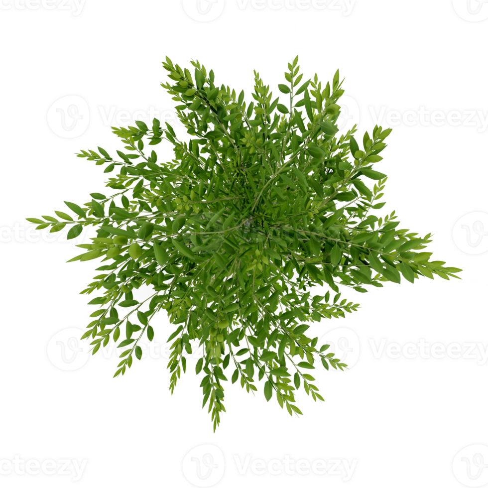 tree top view plant landscape architecture nature garden render. png