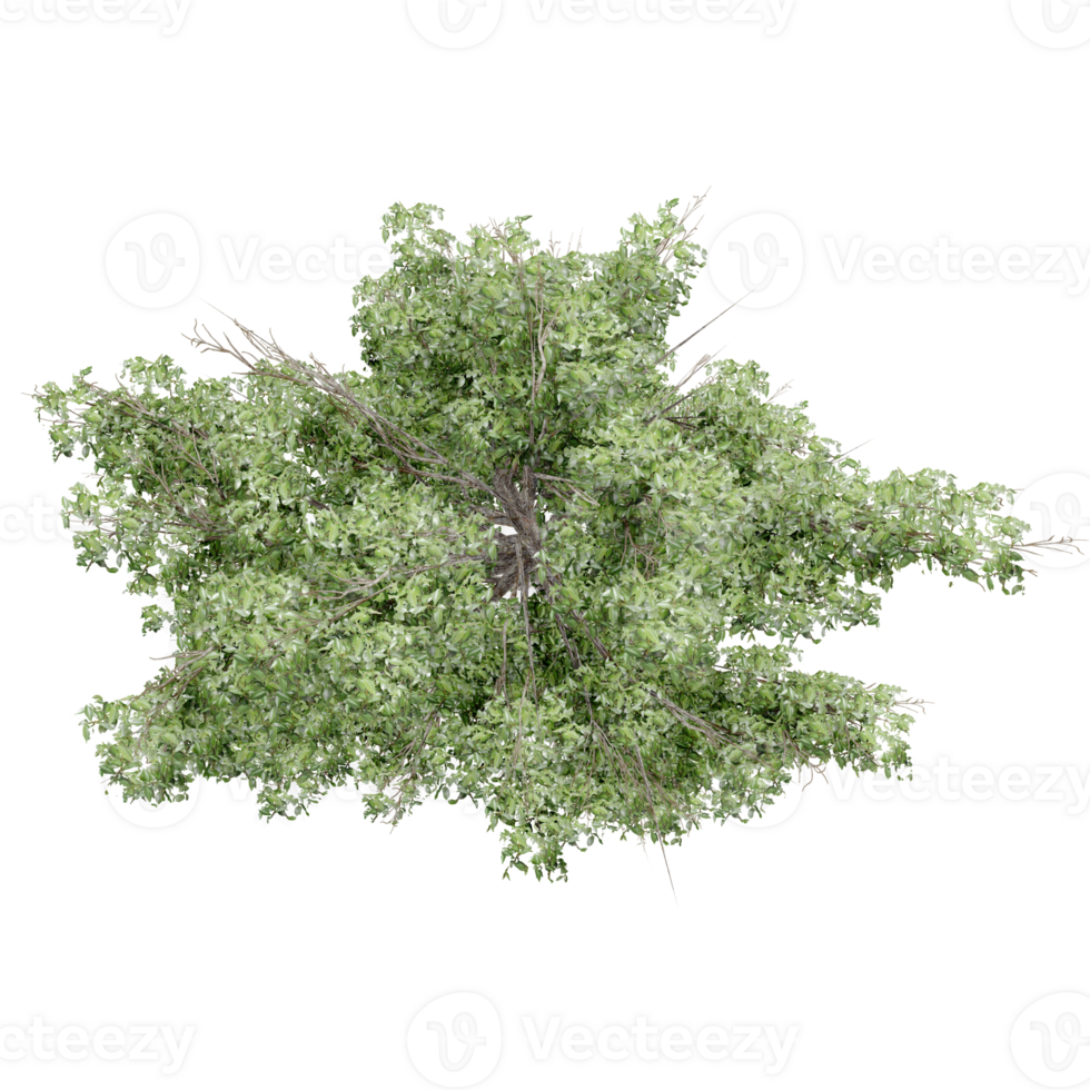 tree top a view plant landscape architecture nature garden aerial render. png