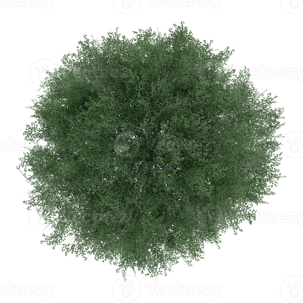 3d tree top view plant landscape architecture nature garden render. png