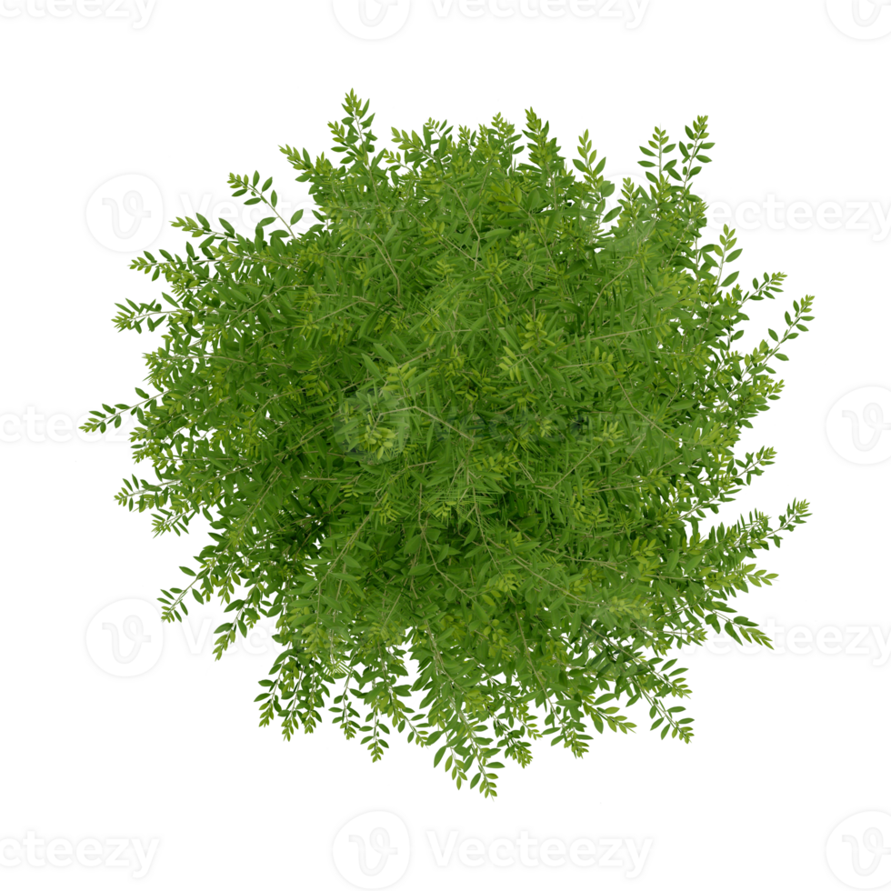 tree top 3d render view plant landscape architecture nature garden aerial render. png