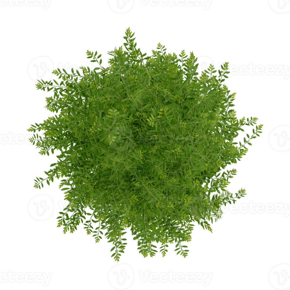 tree top render view plant landscape architecture nature garden aerial render. png