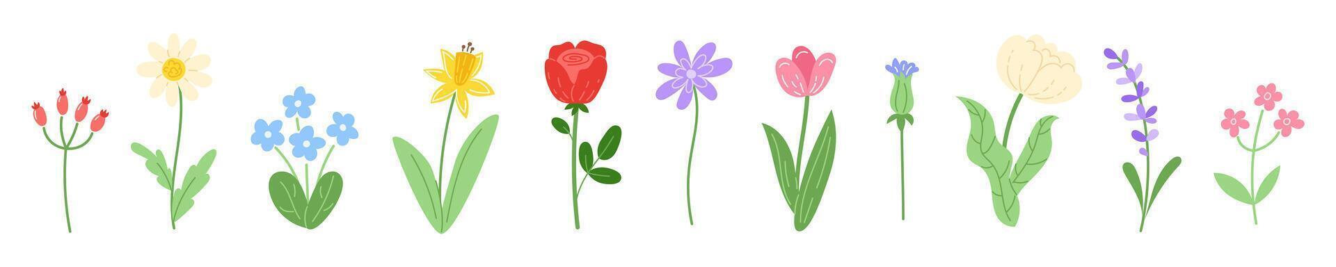 Set of colorful spring wildflowers isolated on a white background vector