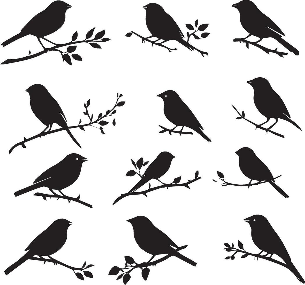 Sparrow birds on tree branch vector