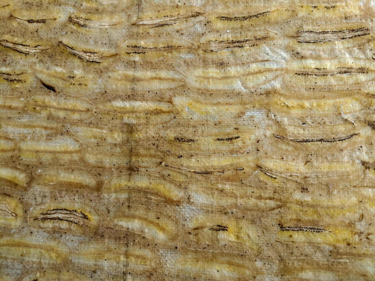 Close-up texture of banana bark showing natural patterns and earthy tones. Perfect for backgrounds, design elements, or nature-themed projects. photo