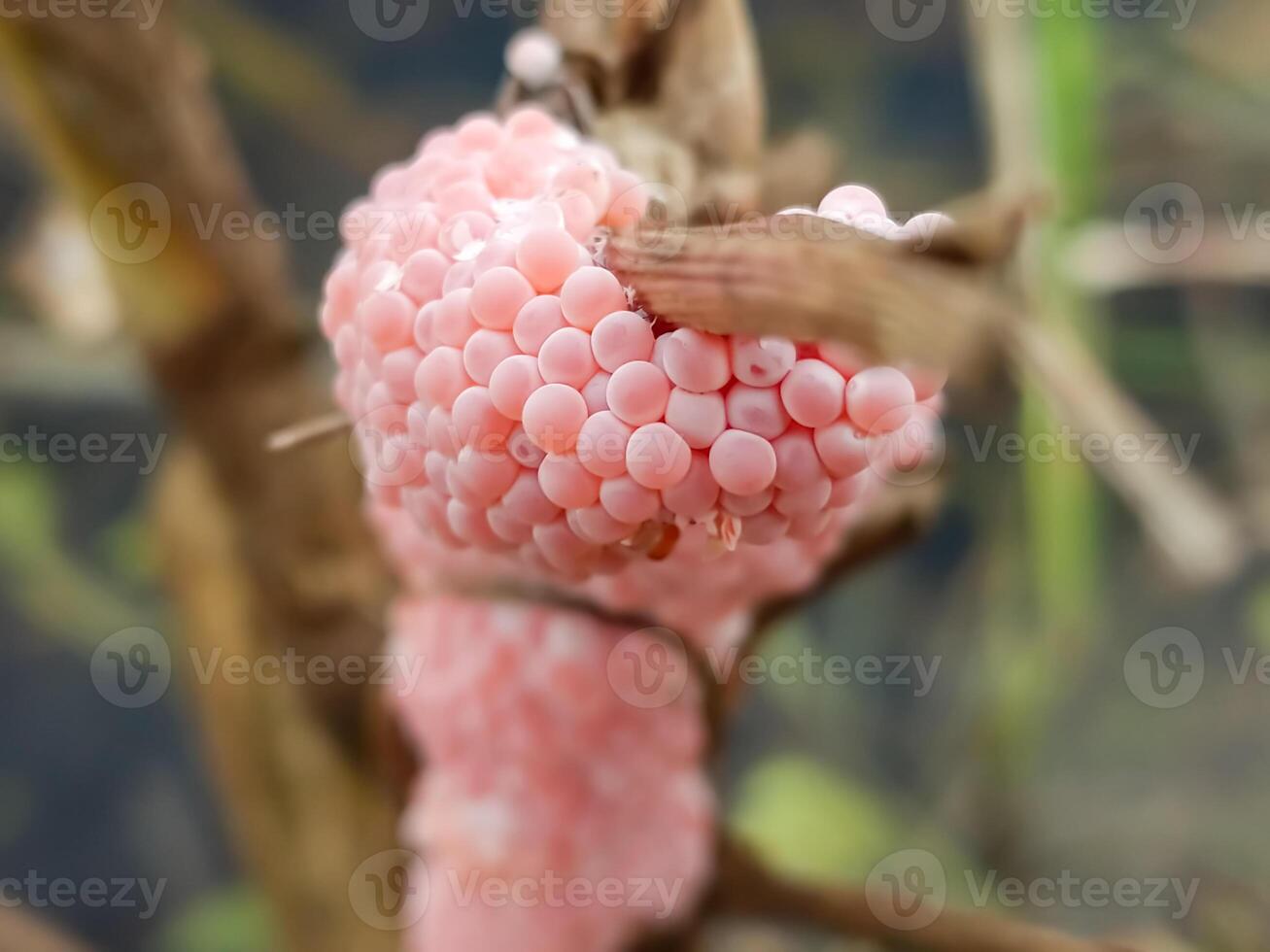 Close-up of pink snail eggs clustered on a plant stem, showcasing the delicate texture and vibrant color in a natural setting. The image highlights the beauty and intricacy of nature's small wonders. photo