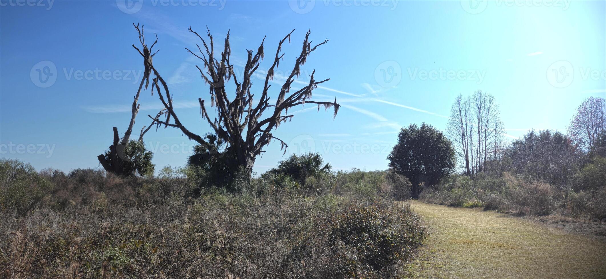 A dead tree in the middle of a field photo