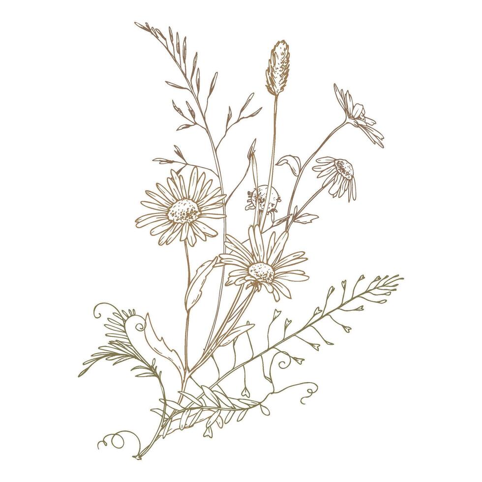 Field, meadow, wild flowers and herbs chamomile, meadow bluegrass and dragonfly. Line art is a simple hand-drawn illustration in beige, ochre, brown ink. Bouquet composition EPS vector