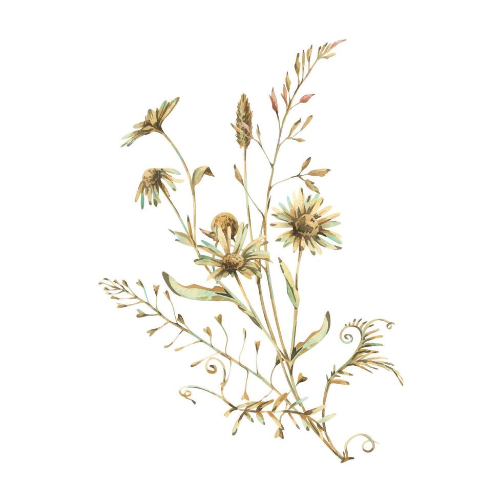Field, meadow, wild flowers and herbs chamomile, meadow bluegrass and dragonfly. Watercolor illustration hand-drawn in beige, brown and ocher colors. Bouquet isolated from the background. vector