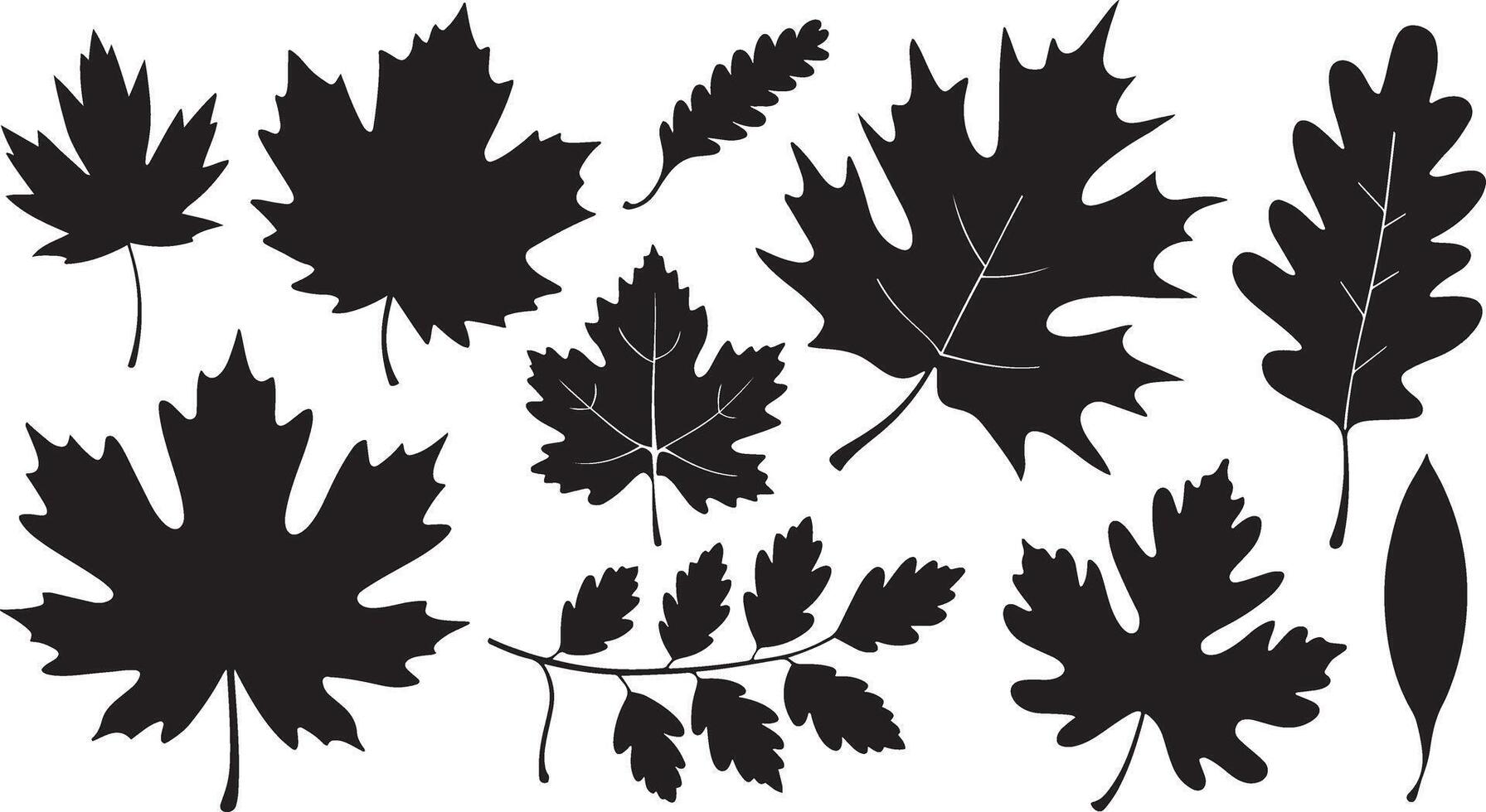 collection of Illustration of Various Autumn Leaf Silhouettes vector