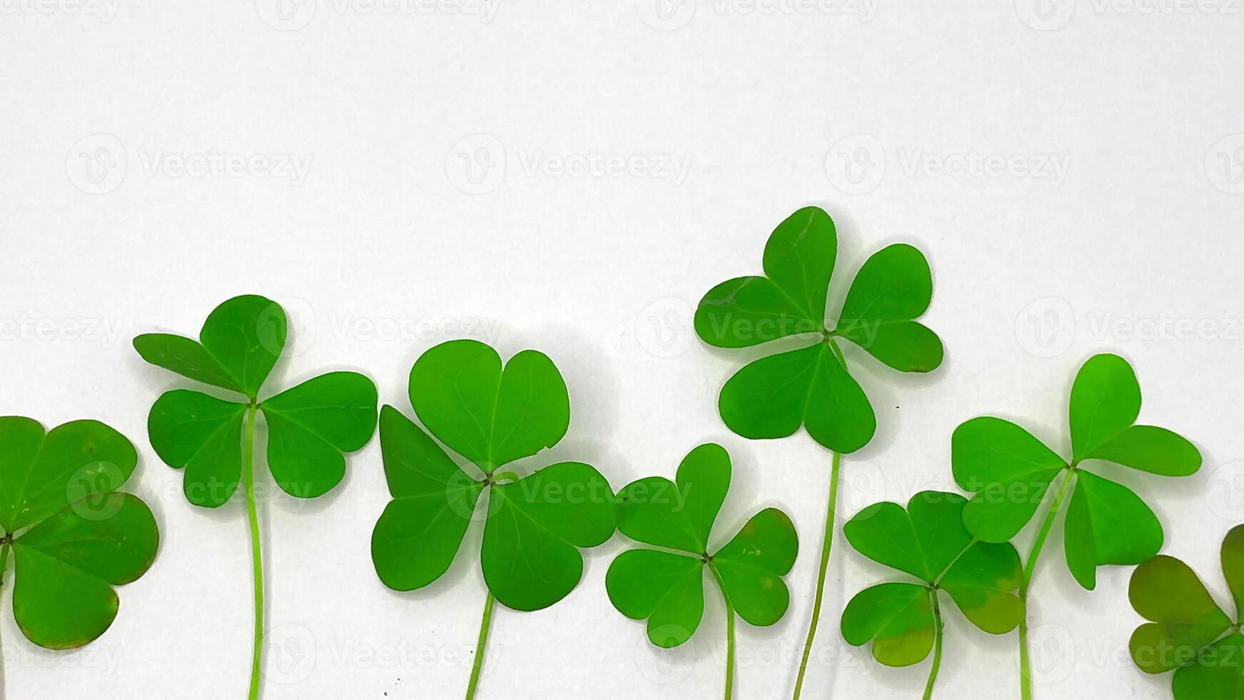 A collection green clover leaves arranged on a clean white background. This image captures the natural beauty of Irish photo