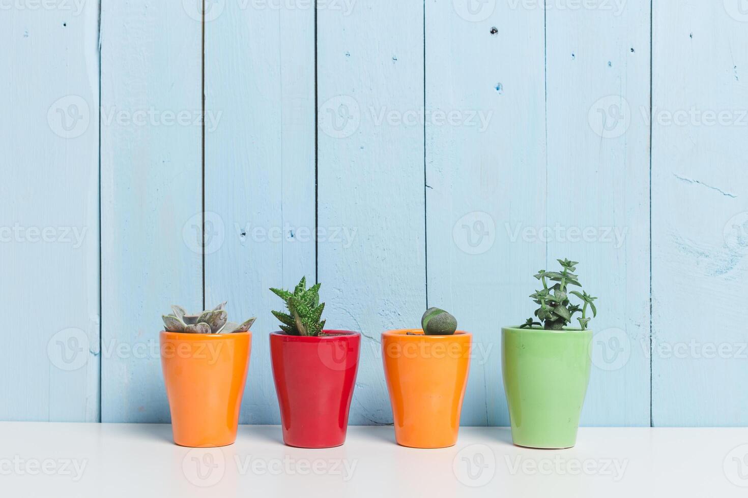 Colorful potted plants arranged in a row against a light blue wooden background in a bright and cheerful setting photo