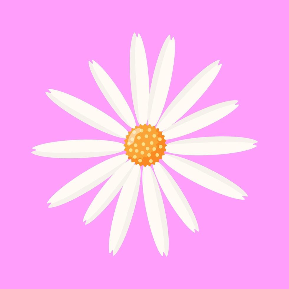 Chamomile flower. Spring design element for postcard or advertisement. Botanical illustration on isolated background. vector