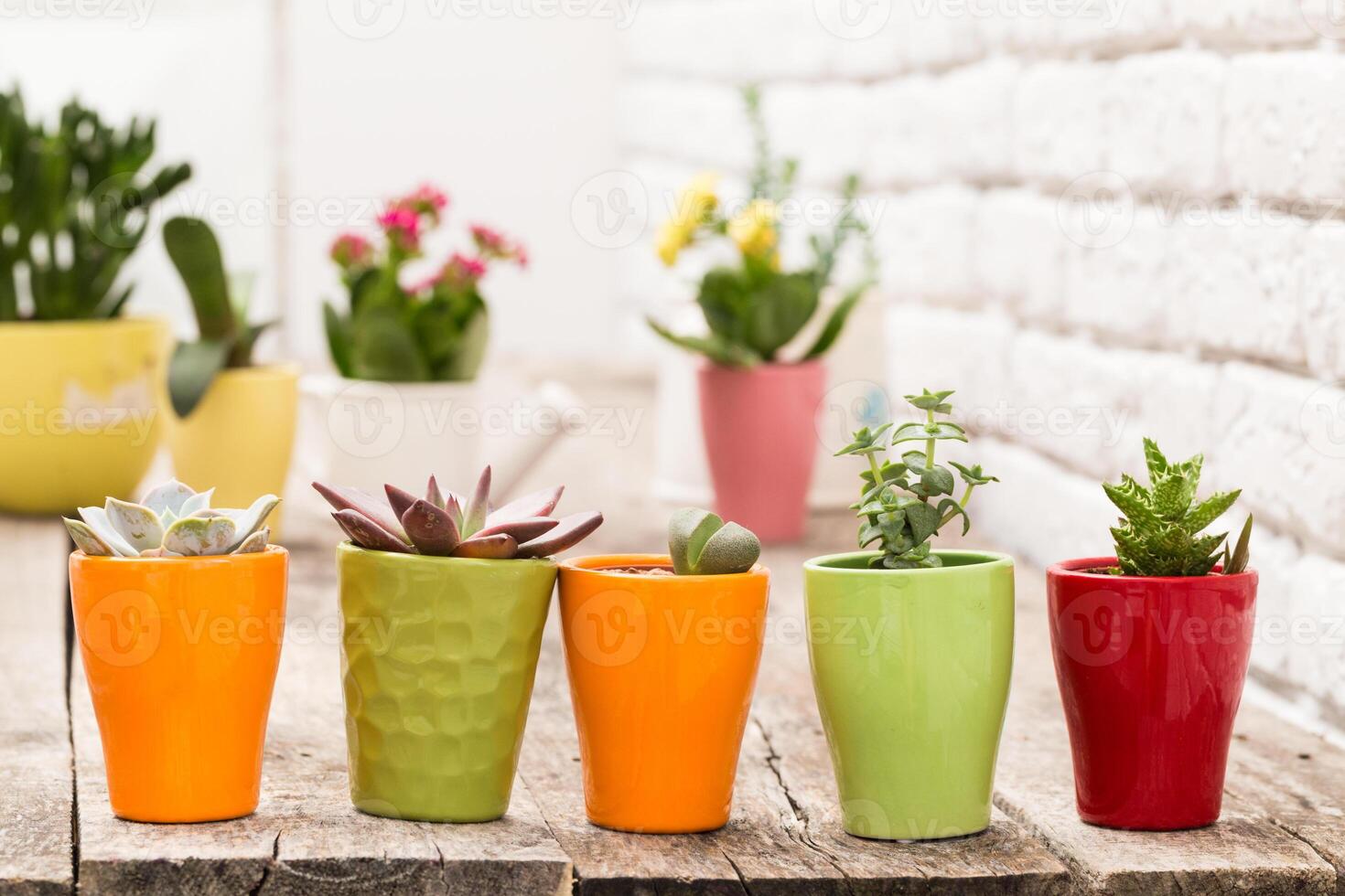 Colorful potted plants arranged on a wooden table in a bright indoor space photo