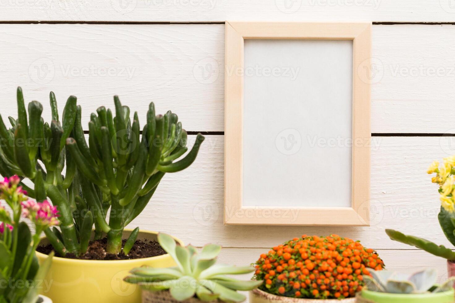 Cactus and succulent plants displayed with an empty frame on a wooden backdrop in a bright indoor garden setting photo