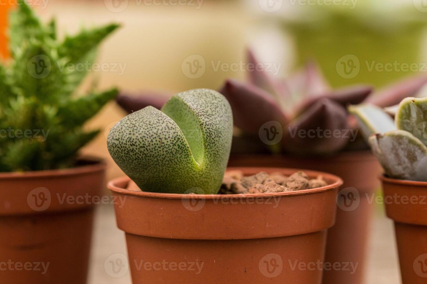 Green succulent plant thriving in a terracotta pot among various houseplants in a bright garden setting photo
