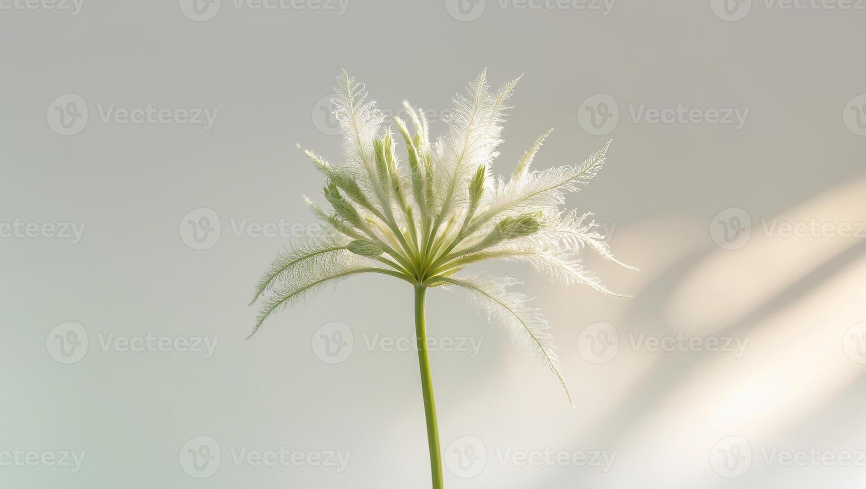 Delicate white flower with intricate petals illuminated by soft light in a serene setting during morning hours photo
