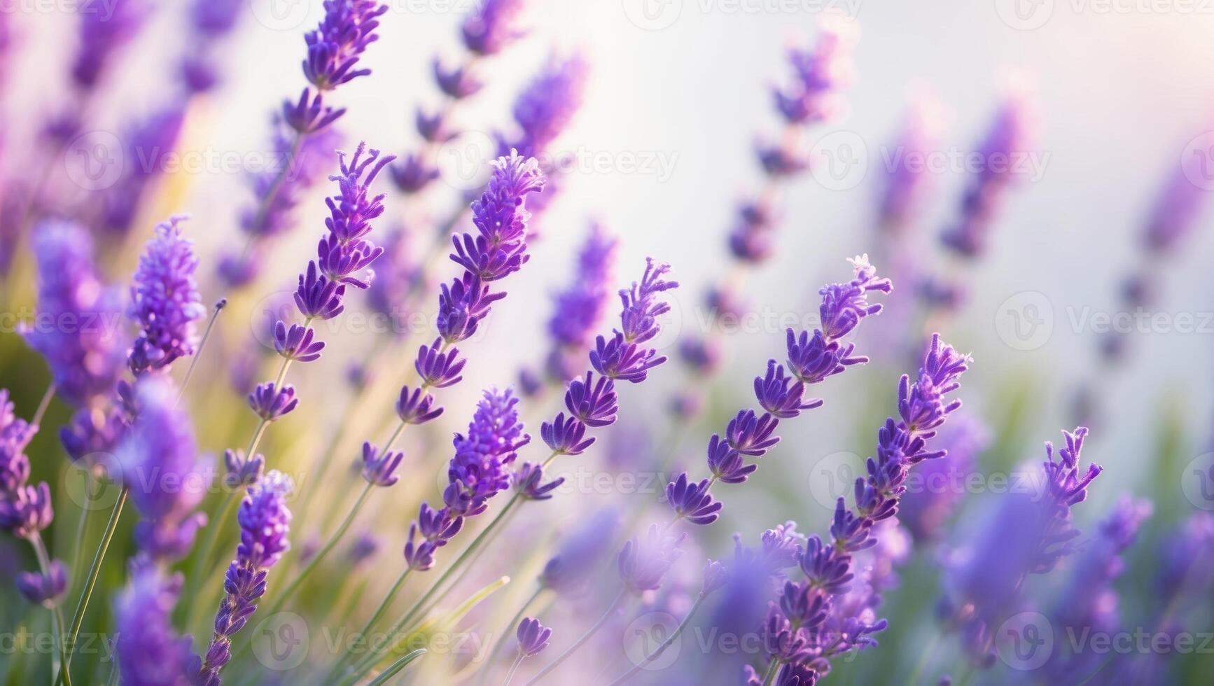 Beautiful lavender fields in bloom under soft sunlight during early morning hours photo