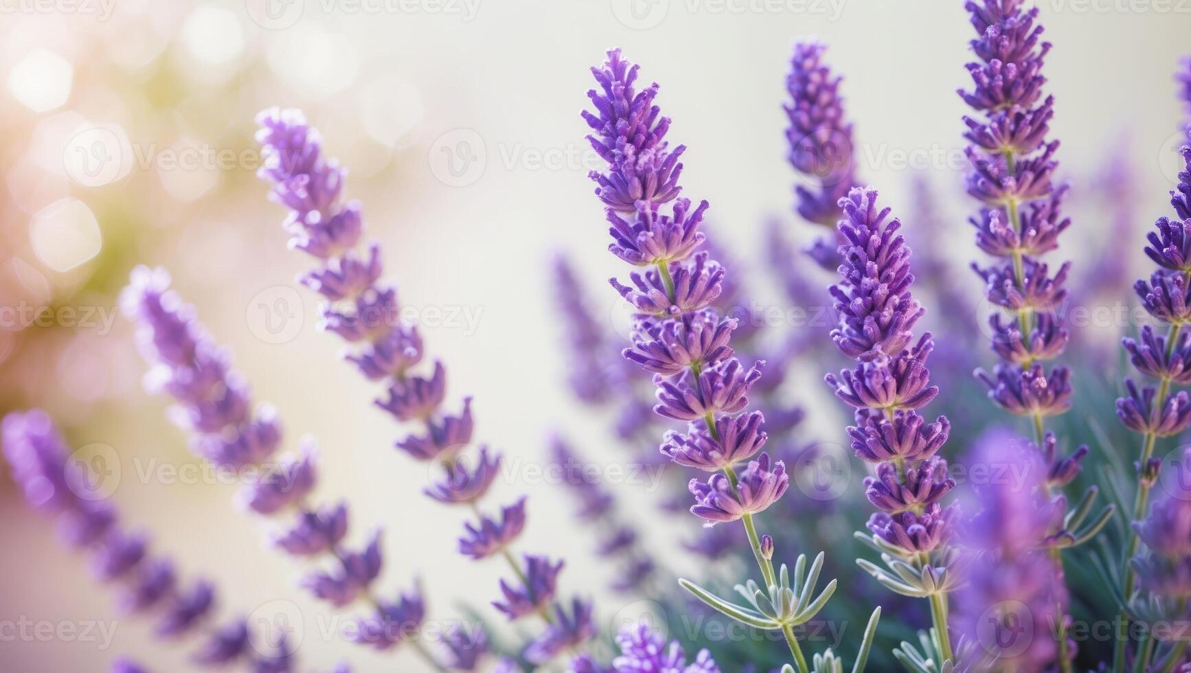 Lavender flowers bloom vibrantly under soft sunlight in a garden setting during spring season photo