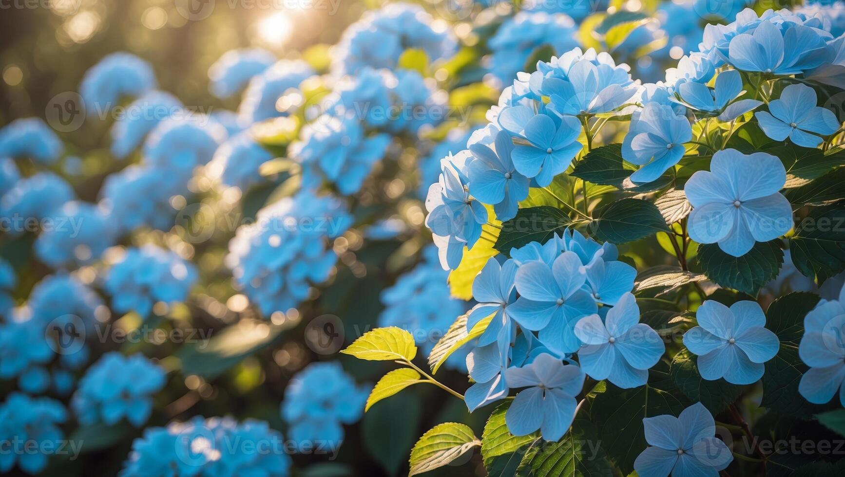 Blue hydrangeas bloom in a sunny garden during afternoon light in springtime photo