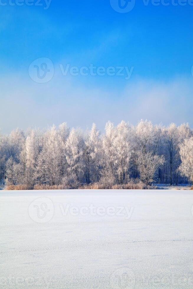 A field of snow covered trees in the middle of a field photo